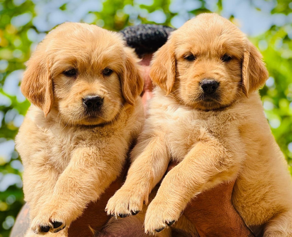 Buy Male Golden Retriever Puppy from Jaipur